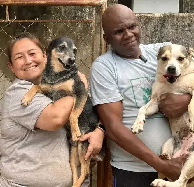 Cães resgatados no abrigo Siulsan Resgate, em Tatuí